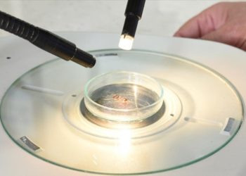 Uzmanlardan “Kenenin üzerine gaz yağı, benzin, çamaşır suyu dökmeyin” uyarısı