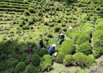 ÇAYKUR mayıs yaş çay bedeli ve budama tazminatını üreticilerin hesaplarına aktardı