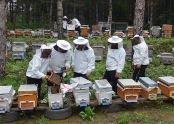Sakarya’da arıcılar bal üretimi için yaylada mesai yapıyor