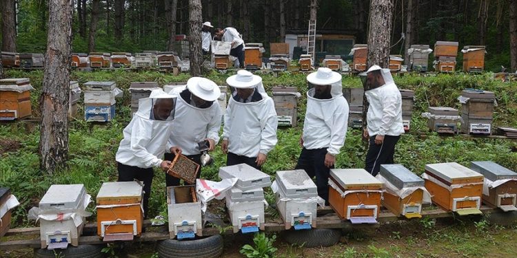 Sakarya’da arıcılar bal üretimi için yaylada mesai yapıyor