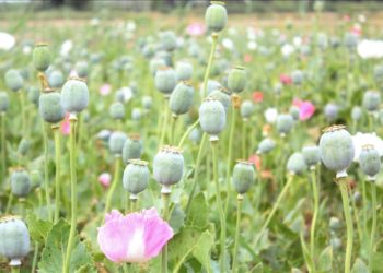 BM, Asya’da uyuşturucu ticaretinin “aşırı seviyelere” yükseldiği konusunda uyardı