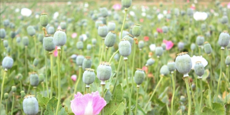 BM, Asya’da uyuşturucu ticaretinin “aşırı seviyelere” yükseldiği konusunda uyardı