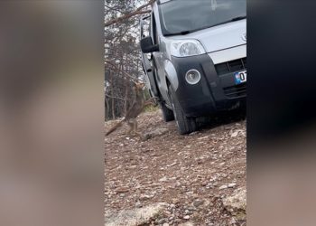 Manavgat'ta piknik yapan gencin aracına giren tilki görüntülendi