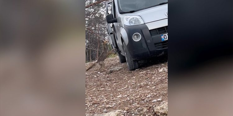 Manavgat'ta piknik yapan gencin aracına giren tilki görüntülendi