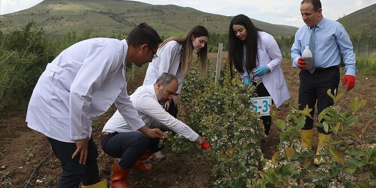 Bayburt’un iklim ve doğasına uygun yeni bitkiler tespit ediliyor