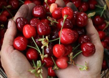 Tekirdağ kirazında hasat başladı