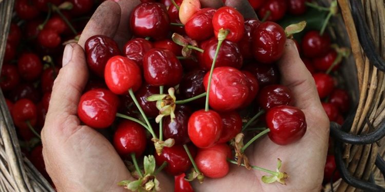 Tekirdağ kirazında hasat başladı