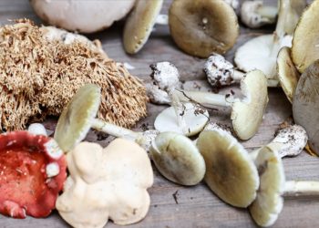 Sağlık Bakanı Koca'dan mantar zehirlenmelerine karşı uyarı