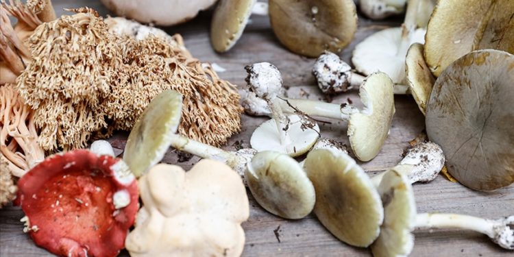 Sağlık Bakanı Koca'dan mantar zehirlenmelerine karşı uyarı