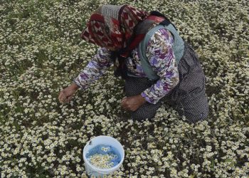 Manisa yaylalarında "papatya mesaisi" başladı