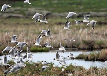 Kars'taki Çalı Gölü'nde bugüne kadar 185 türden kuş gözlemlendi