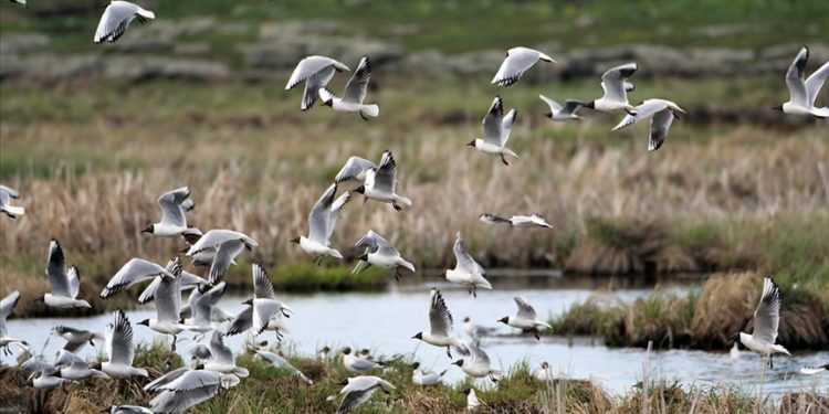 Kars'taki Çalı Gölü'nde bugüne kadar 185 türden kuş gözlemlendi