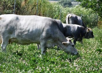 Bursa’da yerli boz ırk sığırın gen kaynağı üniversitede korunuyor