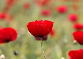Elazığ'da doğaseverler kırmızıya bürünen gelincik tarlasını fotoğrafladı
