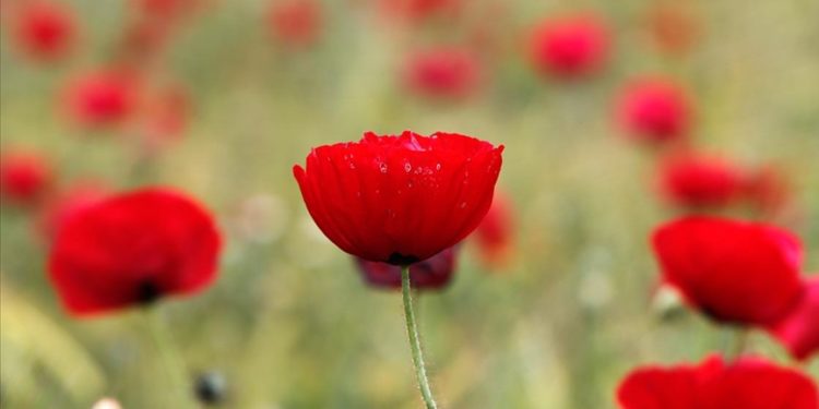 Elazığ'da doğaseverler kırmızıya bürünen gelincik tarlasını fotoğrafladı