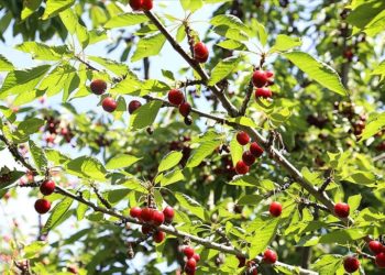 Tescilli 'dalbastı kirazı'nda hasat başladı