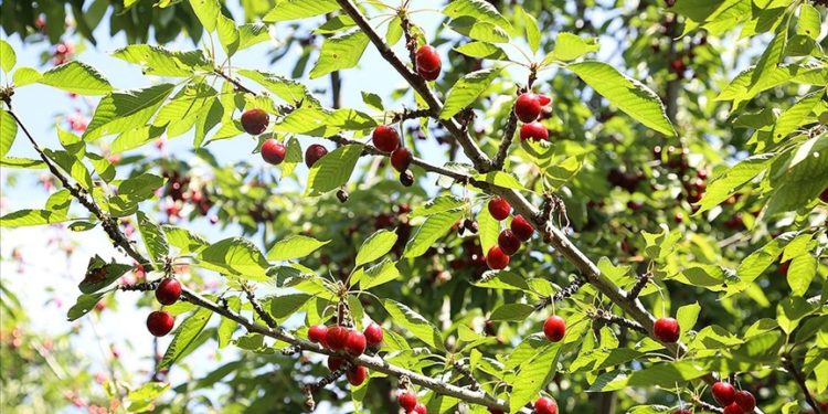 Tescilli 'dalbastı kirazı'nda hasat başladı