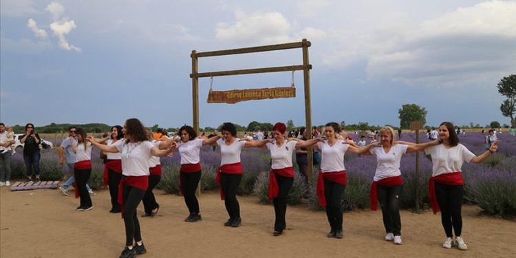Edirne'de lavanta tarlalarındaki mor çiçekler içinde "damat halayı"