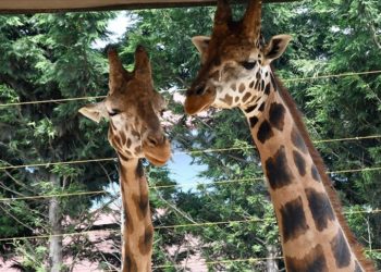 Kocaeli'de hayvanat bahçesinin "Afrikalı sakinleri", doğal ortamlarına uygun alanlarda yaşıyor