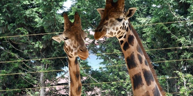 Kocaeli'de hayvanat bahçesinin "Afrikalı sakinleri", doğal ortamlarına uygun alanlarda yaşıyor