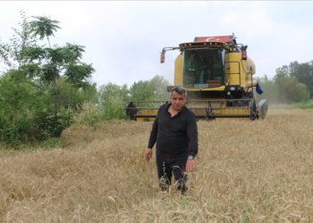 Çukurova'da buğday hasadı başladı