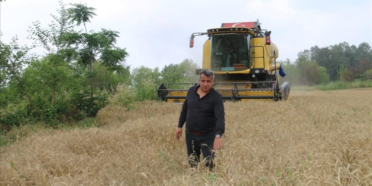 Çukurova'da buğday hasadı başladı