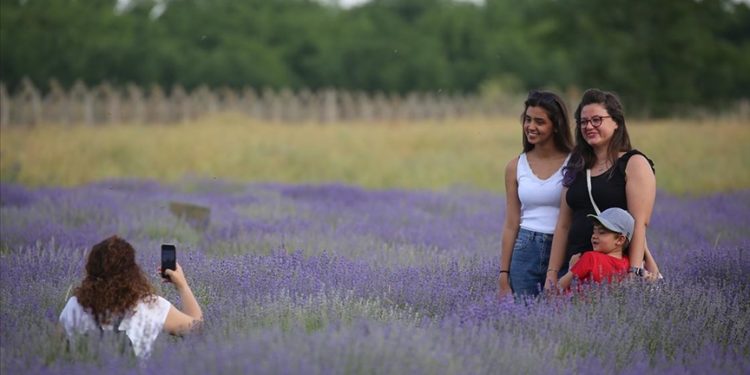 Edirne’nin “mor turizmi” diye adlandırılan “6. Lavanta Tarla Günleri” başladı