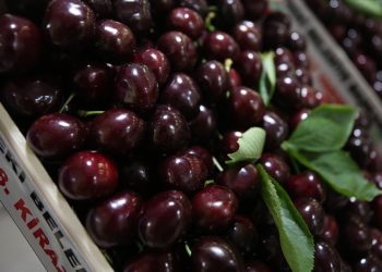 Lapseki Belediyesi 38. Geleneksel Kiraz Festivali’nde üreticiler yarıştı