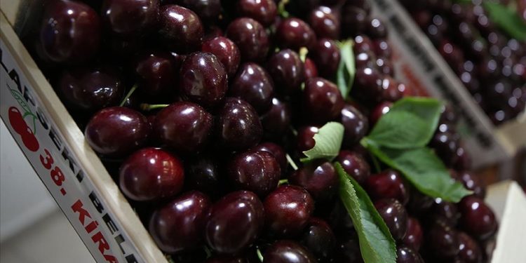 Lapseki Belediyesi 38. Geleneksel Kiraz Festivali’nde üreticiler yarıştı