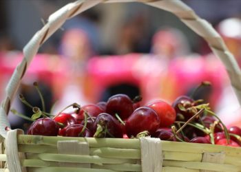 “57. Uluslararası Tekirdağ Kiraz Festivali” başladı