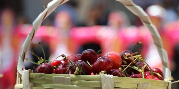 “57. Uluslararası Tekirdağ Kiraz Festivali” başladı