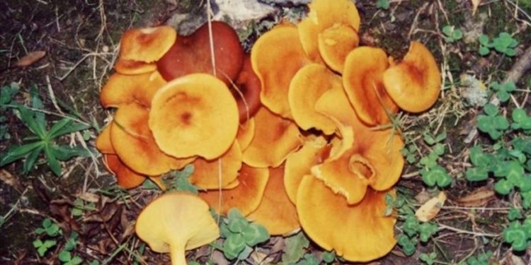 Doğadan toplanan mantardan zehirlenmelere karşı uyarı