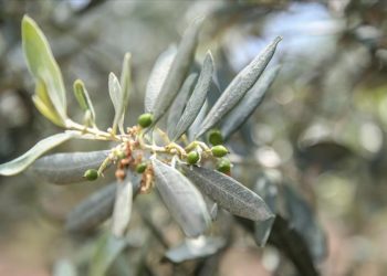 AB, tescilli Gemlik zeytininin uluslararası marka değerini artıracak