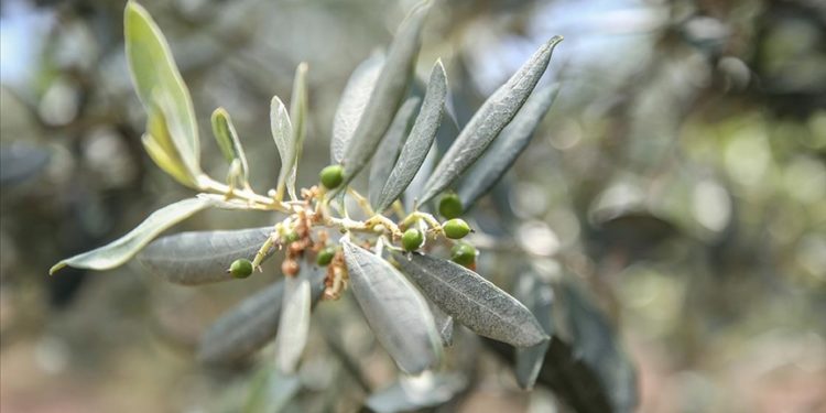 AB, tescilli Gemlik zeytininin uluslararası marka değerini artıracak