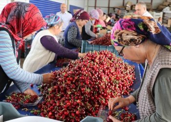 Yağışa dayanıklı “Napolyon kirazı”nda ihracat hızlı başladı