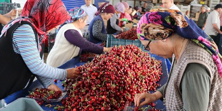 Yağışa dayanıklı “Napolyon kirazı”nda ihracat hızlı başladı