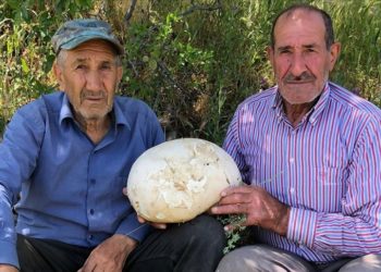Elazığ'da bir kişi 4'er kilogram ağırlığında 2 meşe mantarı buldu