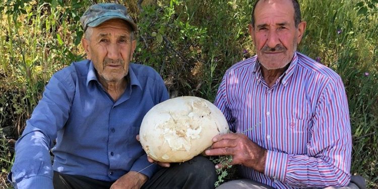 Elazığ'da bir kişi 4'er kilogram ağırlığında 2 meşe mantarı buldu