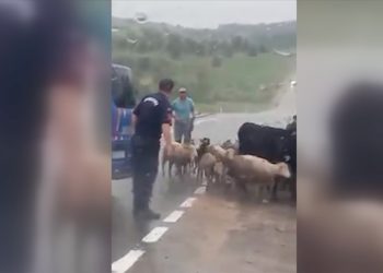 Karabük’te jandarma ekipleri sürünün güvenli geçişi için trafiği durdurdu