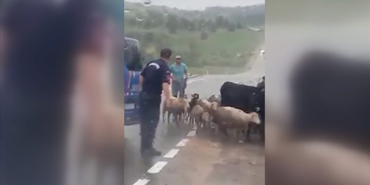 Karabük’te jandarma ekipleri sürünün güvenli geçişi için trafiği durdurdu