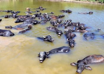 Muş'ta çobanlar sıcaktan bunalan mandaları nehirde serinletiyor