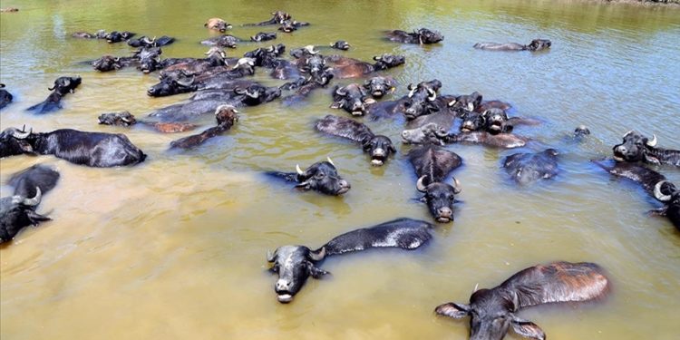 Muş'ta çobanlar sıcaktan bunalan mandaları nehirde serinletiyor