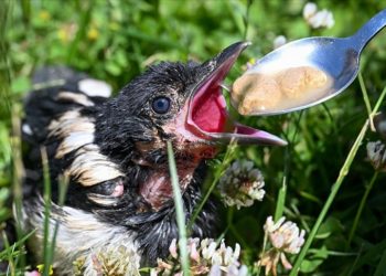 Van’da 5 ayda 20 yaban hayvanı tedavisinin ardından doğaya bırakıldı