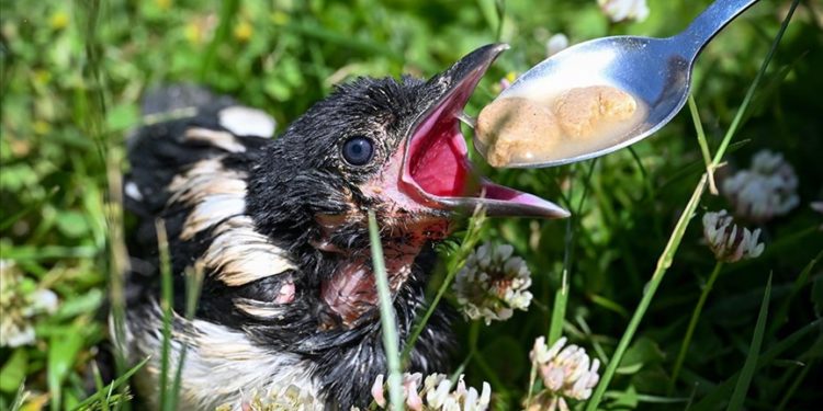 Van’da 5 ayda 20 yaban hayvanı tedavisinin ardından doğaya bırakıldı