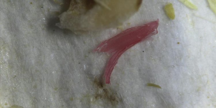 Plastik kesme tahtaları gıdalardaki mikroplastik yükünü artırıyor