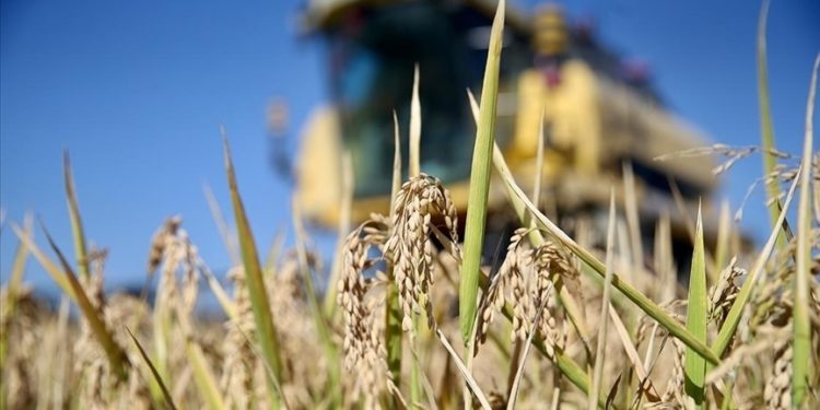 "Uzman Eller Projeleri"nde hibe desteği alacak başvurular belirlendi
