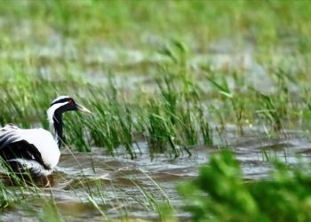 Türkülere konu olan telli turnaların yavruları Amasya'da görüntülendi