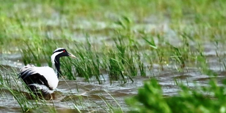 Türkülere konu olan telli turnaların yavruları Amasya'da görüntülendi