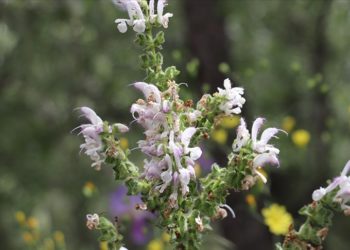 Yılda sadece 15 gün açan endemik Siirt adaçayı korunuyor