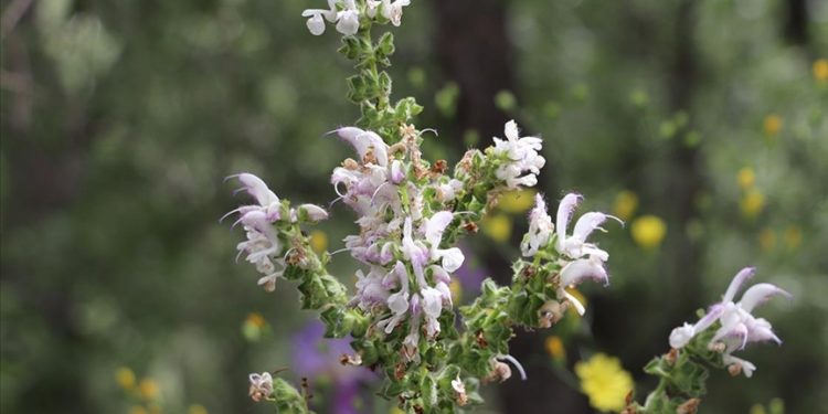 Yılda sadece 15 gün açan endemik Siirt adaçayı korunuyor